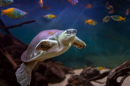 Carettochelys insculpta. Pig-nosed turtle.の写真素材