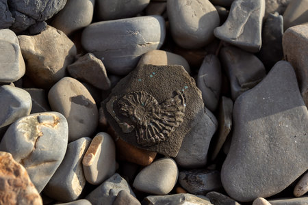 Old stones background. imprint of an ancient ammonite from the Mesozoic era.の写真素材
