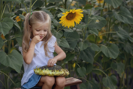 Child girl eating sunflower seeds  in sunflower field during sunset.  Agriculture, farming, rural life, harvesting conceptの写真素材