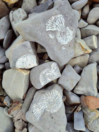 Close up of petrified of an ancient ammonite imprints in stone.の写真素材