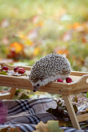 Cute curious hedgehog in the autumn park. Autumn mood. Autumn vegetables and animals. Autumn seasonの写真素材