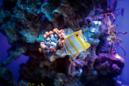 Long-snouted Butterflyfish or Helmon Chelmon rostratus in an aquariumの写真素材
