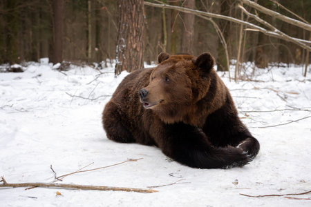 A big male brown bear (Ursus Arctos) is lying down in the snow in winter forest. Natural Habitat.の写真素材