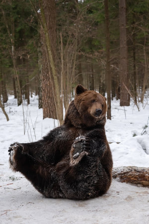 An adult male brown bear sits on the snow in the winter forest. Natural habitat.の写真素材