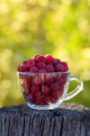 Fresh ripe garden raspberries in a glass cup on a blurred green backgroundの写真素材