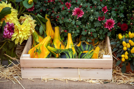 small decorative pumpkins in a wooden boxの写真素材