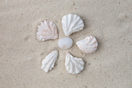 Flat lay composition with beautiful sea shells on sand. Vacation theme
