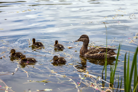 Mother duck with ducklings swim in the lakeの写真素材
