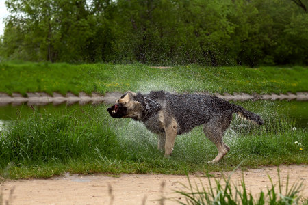 Wet dog shakes off water after swimming in the river.の写真素材