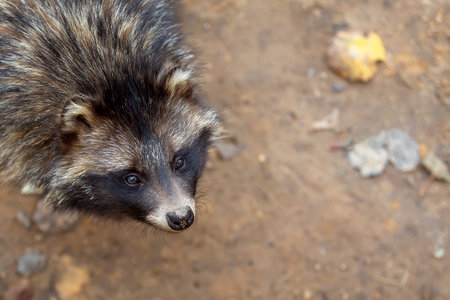 portrait of a Raccoon Dog, Nyctereutes procyonoidesの写真素材