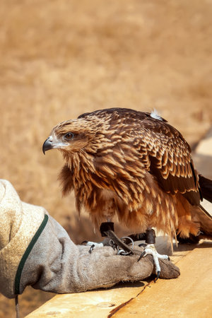 black kite (Milvus migrans) close-up on a falconer's gloveの写真素材