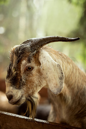 Portrait of a braun goat close-up.の写真素材