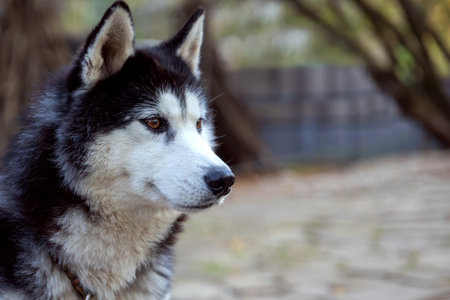 Close-up portrait of siberian huskyの写真素材