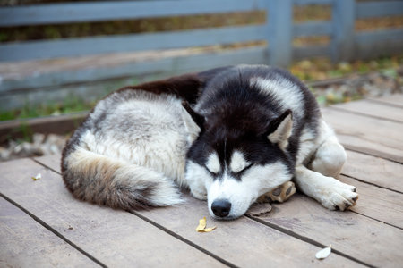 a husky dog is sleeping outsideの写真素材
