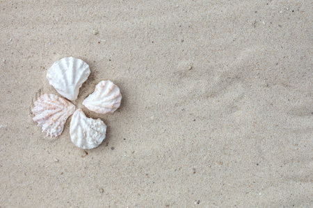Seashells on sandy beach. Top view with copy space. Summer travel background designの写真素材