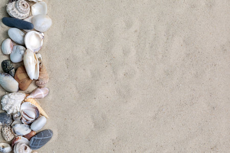 Top view exotic seashells and starfish on sand with copy space. Travel and vacation.