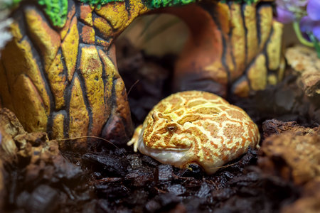 frog in the terrarium close-upの写真素材