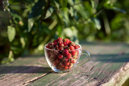 Glass cup with ripe wild strawberries. Summer berries harvest season. Copy space.の写真素材