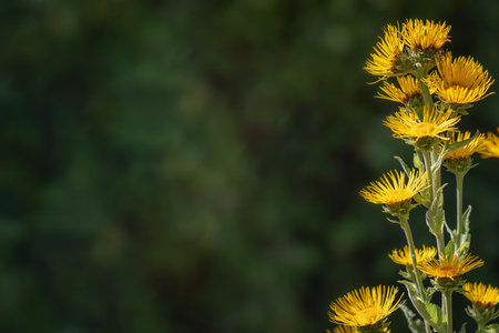 Yellow flower on green defocused background. Copy space.の写真素材