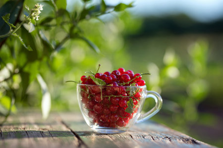 Glass cup with fresh red currants on an rustic wooden table.の写真素材