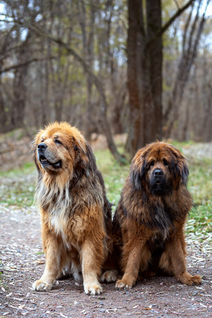 two mastiffs walking in the autumn forest