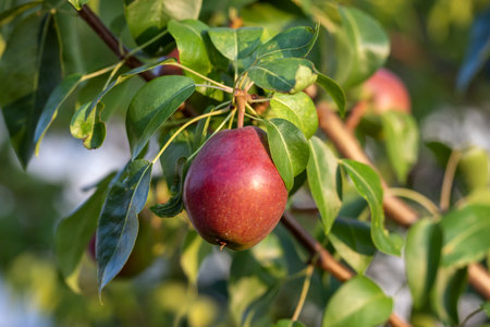 Shiny tasty pears hanging on a tree branch in the garden.の写真素材