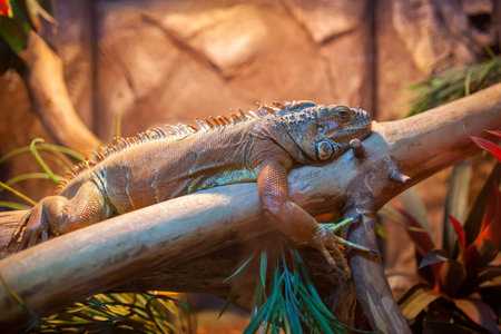large green iguana sitting on a branch in a terrarium. lizard closeupの写真素材