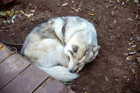 Husky dog on ground sleeping