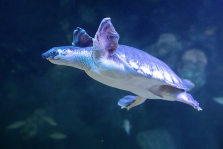Carettochelys insculpta close-up. Pig-nosed turtle in the aquarium.の写真素材