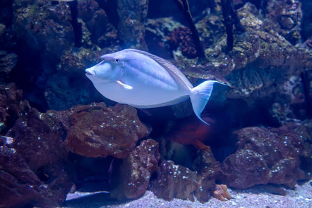 Spotted rhino fish over (Naso brevirostris)の写真素材