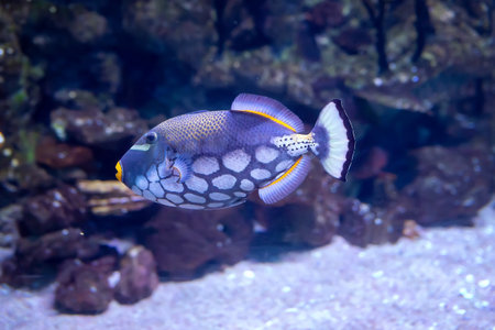 Close-up view of a Ñoral fish. The clown triggerfish (Balistoides conspicillum)