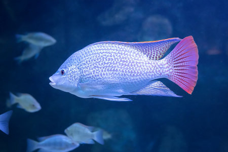 Beautiful Fish oreochromis tanganicae in aquarium close up.の写真素材