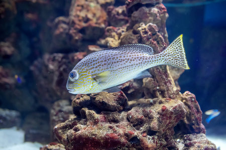 Beautiful Painted Sweetlips (Diagramma pictum) in the aquarium