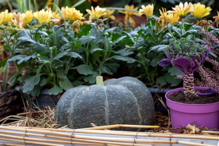 Big green pumpkin. Autumn composition.の写真素材