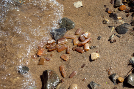 Fossilized remains of belemnites on the beach in the sand
