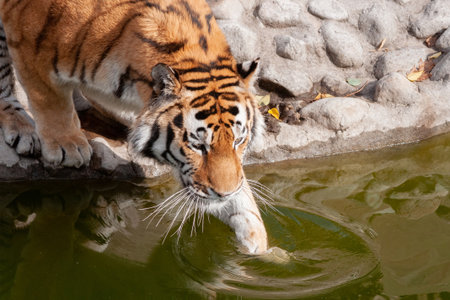 Big Bengal tiger enters the waterの写真素材