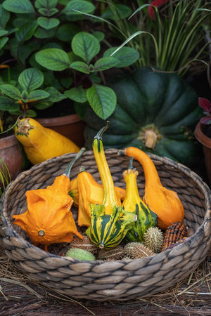 small decorative gourds in a wicker basketの写真素材
