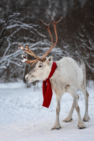 reindeer (caribou) in snowy forest, christmas helper in red scarfの写真素材