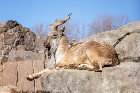 mountain markhor goat resting on a rockの写真素材