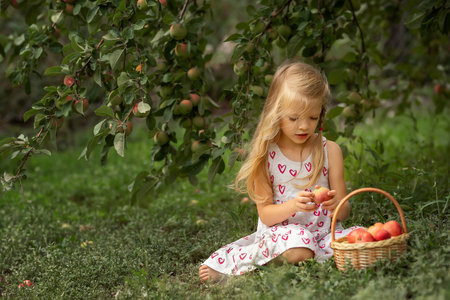 Little beautiful girl sitting in an apple orchard with a basket of apples and eating an appleの写真素材