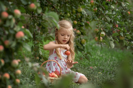 Little beautiful girl sitting in an apple orchard with a basket of apples and eating an appleの写真素材