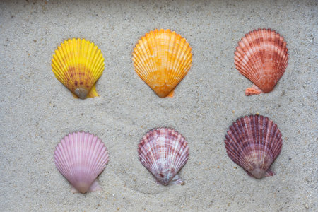 colorful variations of shells on the sandの写真素材
