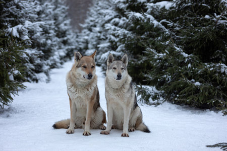 a pair of wolves sitting on the snow in the winter forestの写真素材