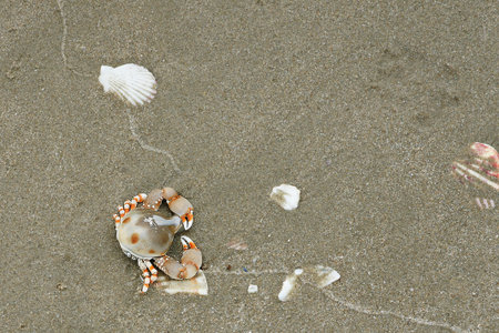 crab and seashells on the sandy shoreの写真素材