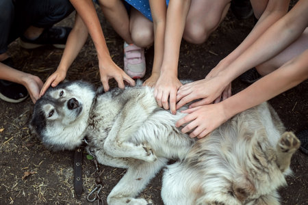 The Siberian Husky lies belly up. Children's hands stroking the dog. Communication between man and dogの写真素材