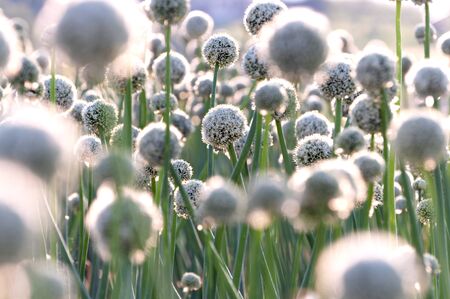 White beautiful big onion flowers