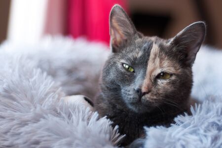 close up of a beautiful two color face kitty on a soft furry pillow. She is looking at the cameraの写真素材