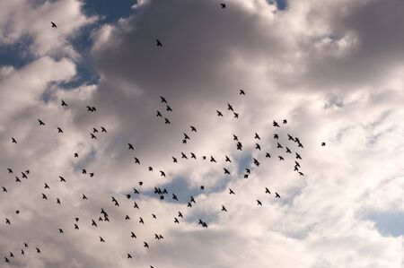 flocks of birds against clouds in the sky. Silhouette of flying birds. Freedom concept.の写真素材