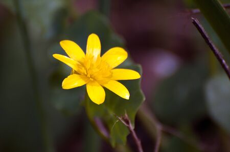 close-up of a wild yellow flower .copy space