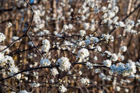 scented bushes with a lot of beautiful white little flowersの写真素材